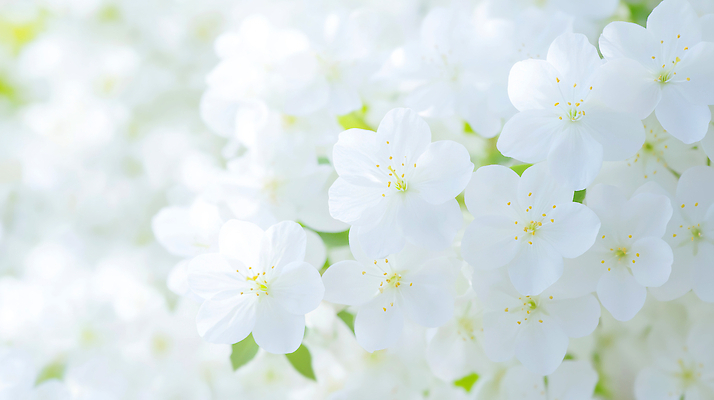 JPG 나무 편집이미지 꽃잎 꽃 자연 나뭇잎 사람 풍경 야외 햇빛 봄 흰색 철쭉 편집실사 AI컴퓨터그래픽 AI콘텐츠 식물 계절 컬러 잎 빛 CG 생태계 파일형식