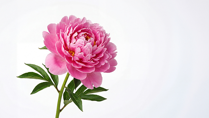 JPG 식물 편집이미지 꽃 줄기 잎 생명 모란 뷰티풀 편집실사 AI포토 AI콘텐츠 CG 파일형식