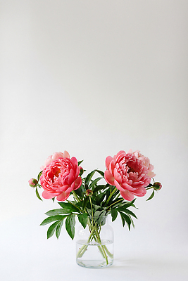 JPG 식물 편집이미지 꽃 잎 유리병 실내 장식 꽃병 향기 모란 생화 편집실사 AI포토 AI콘텐츠 병_용기 내부 CG 냄새 파일형식