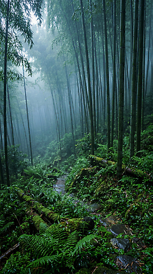 JPG 나무 편집이미지 자연 이끼 풍경 안개 풀 봄비 숲 대나무 생태계 편집실사 AI포토 AI콘텐츠 식물 날씨 봄 비 CG 파일형식