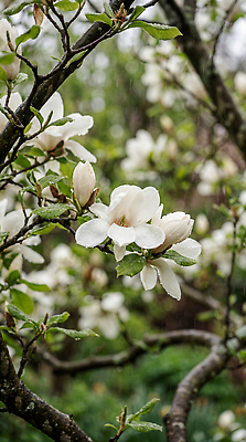 JPG 나무 식물 편집이미지 꽃잎 꽃 잎 자연 꽃나무 봄 물방울 봄비 비 편집실사 AI포토 AI콘텐츠 자연요소 계절 날씨 CG 생태계 파일형식
