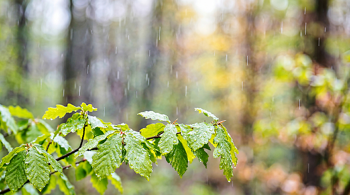JPG 나무 식물 편집이미지 잎 자연 나뭇잎 초록색 습기 촉촉함 물방울 봄비 비 숲 흐림 편집실사 AI포토 AI콘텐츠 자연요소 컬러 날씨 봄 젖음 CG 생태계 파일형식