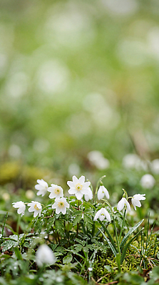 JPG 식물 편집이미지 꽃 자연 봄 들꽃 풀 봄비 숲 편집실사 AI포토 AI콘텐츠 계절 비 CG 생태계 파일형식