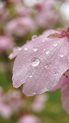 JPG 나무 식물 편집이미지 꽃잎 꽃 분홍색 자연 풍경 봄 벚꽃 물방울 봄비 편집실사 AI포토 AI콘텐츠 계절 컬러 비 CG 생태계 파일형식
