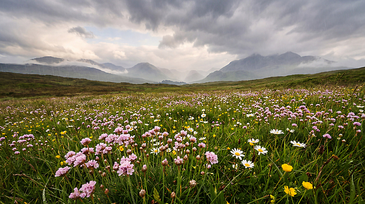 JPG 편집이미지 꽃 꽃밭 자연 하늘 산 풍경 초원 들꽃 봄비 편집실사 AI포토 AI콘텐츠 식물 봄 비 CG 생태계 파일형식