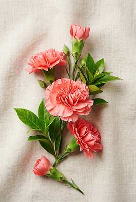 JPG 식물 편집이미지 꽃 분홍색 잎 어버이날 스승의날 카네이션 송이 싱그러움 편집실사 AI포토 AI콘텐츠 기념일 컬러 CG 파일형식