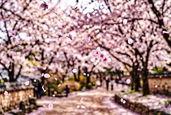 JPG 나무 편집이미지 공원 꽃잎 길 여행 자연 바람 풍경 봄 산책 벚꽃 떨어짐 편집실사 AI컴퓨터그래픽 AI콘텐츠 자연요소 식물 계절 공공시설 꽃 컨셉 날씨 휴식 CG 생태계 파일형식