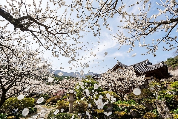 JPG 나무 편집이미지 전통 꽃잎 꽃 자연 하늘 한옥 풍경 정원 봄 편집실사 AI컴퓨터그래픽 AI콘텐츠 식물 한국전통 계절 고건축 CG 생태계 파일형식