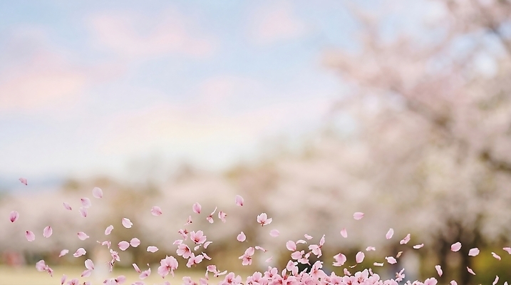 JPG 나무 편집이미지 꽃잎 꽃 자연 날리기 바람 풍경 봄 벚꽃 즐거움 편집실사 AI컴퓨터그래픽 AI콘텐츠 자연요소 식물 계절 감정 모션 날씨 CG 생태계 파일형식