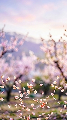 JPG 나무 편집이미지 꽃잎 꽃 잎 자연 하늘 산 풍경 봄 편집실사 AI컴퓨터그래픽 AI콘텐츠 식물 계절 CG 생태계 파일형식