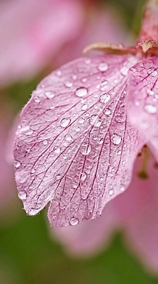 JPG 편집이미지 꽃잎 꽃 자연 봄 벚꽃 물방울 수분 흐림 뷰티풀 편집실사 AI컴퓨터그래픽 AI콘텐츠 식물 계절 날씨 CG 생태계 파일형식