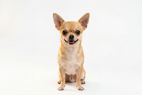 JPG 동물 편집이미지 반려견 표정 귀여움 강아지 소형견 치와와 Chihuahua 편집실사 AI포토 AI콘텐츠 컨셉 반려동물 개 CG 파일형식 포유류