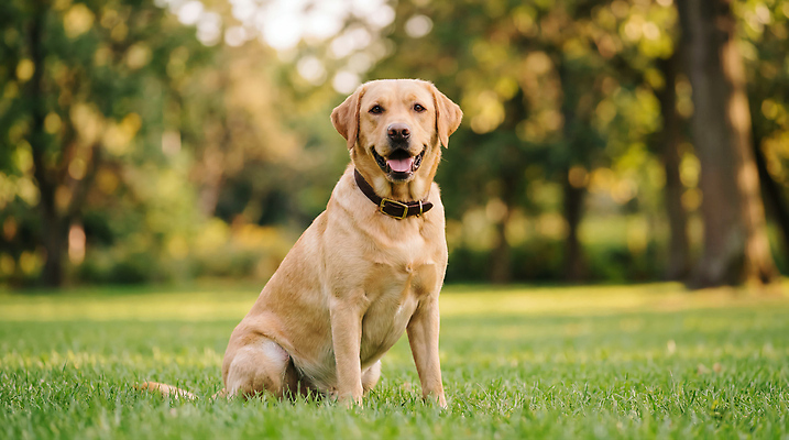 JPG 나무 동물 편집이미지 공원 행복 반려견 자연 생명 앉기 풍경 초원 햇빛 개 래브라도리트리버 편집실사 AI포토 AI콘텐츠 식물 공공시설 감정 포유류 모션 빛 반려동물 리트리버 CG 생태계 파일형식
