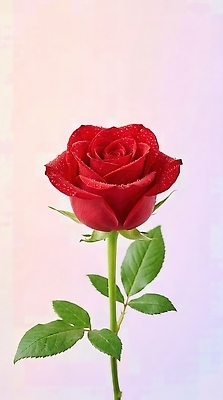 JPG 식물 편집이미지 꽃 줄기 잎 선물 사랑 장식 장미 물방울 편집실사 AI포토 AI콘텐츠 감정 CG 파일형식