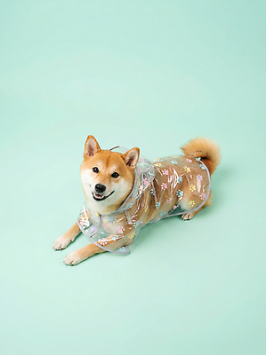 JPG 편집이미지 반려견 털 표정 반려동물 귀여움 강아지 우비 민트색 시바견 편집실사 AI포토 AI콘텐츠 동물 옷 컬러 컨셉 개 CG 파일형식 포유류