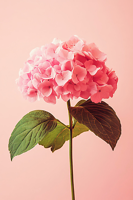 JPG 식물 편집이미지 꽃 화초 분홍색 생명 나뭇잎 수국 조화 편집실사 AI포토 AI콘텐츠 컬러 잎 CG 파일형식
