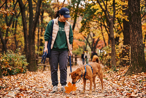 JPG 나무 편집이미지 공원 여자 반려견 잎 자연 나뭇잎 거리 걷기 산책 산책로 가을 개 즐거움 목줄 의료성형뷰티 편집실사 AI인물포토 AI콘텐츠 식물 계절 공공시설 감정 길 포유류 모션 휴식 사람 반려동물 CG 생태계 파일형식 반려용품 AI포토 동물 컨셉 오브젝트 시설