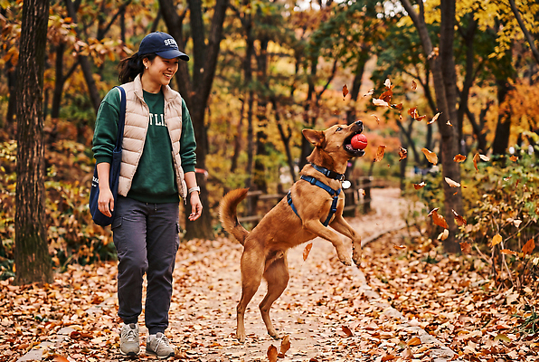 JPG 나무 편집이미지 여자 반려견 길 공 자연 나뭇잎 반려동물 운동 산책 가을 개 숲 즐거움 목줄 놀기 의료성형뷰티 편집실사 AI인물포토 AI콘텐츠 식물 동물 계절 감정 잎 포유류 모션 휴식 건강 사람 CG 생태계 파일형식 반려용품 AI포토 컨셉 오브젝트