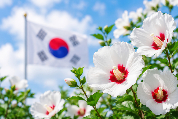 JPG 편집이미지 꽃 하늘 한국 풍경 초록색 여름 파란색 햇빛 국기 태극기 무궁화 편집실사 AI포토 AI콘텐츠 식물 계절 아시아 컬러 빛 CG 파일형식 나라