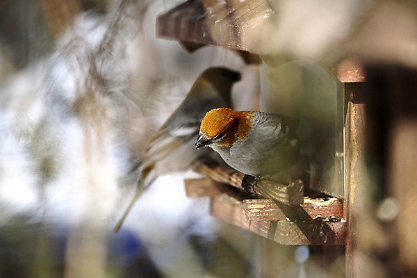 포토 JPG 해외이미지 캐나다 겨울 자연 조류 사람없음 가로 디지털 사진촬영 북쪽 동물상 해외202004 해외포토 동물 계절 북아메리카 조형물 촬영 방향 생태계 파일형식