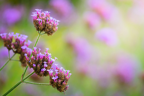 포토 JPG 해외이미지 식물 디자인 계절 꽃잎 꽃 분홍색 꽃다발 백그라운드 꽃무늬 패턴 자연 사람없음 초록색 여름 컬러풀 보라색 봄 성장 벚꽃 신선 질감 만들기 내추럴 해외202004 해외포토 컬러 무늬 모션 생태계 파일형식