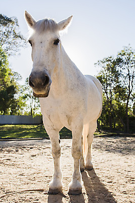 포토 JPG 해외이미지 동물 얼굴 포유류 생물 사람없음 야외 머리 힘 기르기 해외202004 해외포토 신체부위 돌봄 파일형식