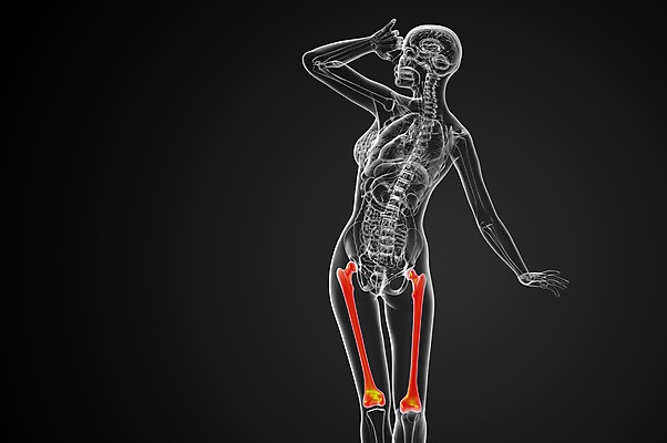 포토 JPG 해외이미지 해부 뼈 골격 사람없음 엉덩이 무릎 해외202004 해외포토 의학 신체부위 파일형식