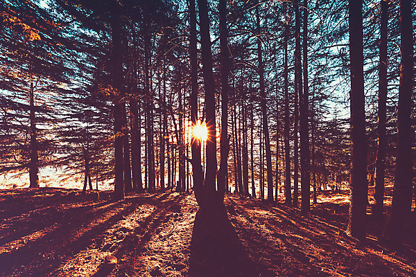 포토 JPG 해외이미지 나무 계절 공원 여행 백그라운드 밭 자연 아침 추상 따뜻함 풍경 사람없음 야외 빛 햇빛 태양 평화 일출 환경 맑음 일몰 수확 가을 시골 소나무 숲 그늘 신비 그림 에코 장면 마법 내추럴 삼림지대 효과 해외202004 해외포토 주간 자연요소 식물 공공시설 컨셉 무늬 농업 날씨 노을 생태계 파일형식