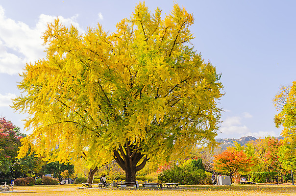 포토 JPG 해외이미지 나무 식물 단풍 잎 오렌지 자연 서울 한국 풍경 사람없음 야외 목재 빨간색 노란색 정원 가을 신선 내추럴 해외202004 해외포토 계절 아시아 컬러 과일 재료 생태계 파일형식