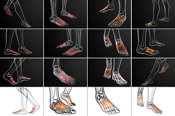 포토 JPG 해외이미지 과학 해부 뼈 골격 건강 사람 사람없음 3D 양발 해외202004 해외포토 의학 디지털합성 파일형식