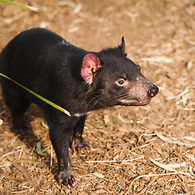 포토 JPG 해외이미지 동물 사람없음 호주 주머니곰 해외202004 해외포토 포유류 오세아니아 파일형식