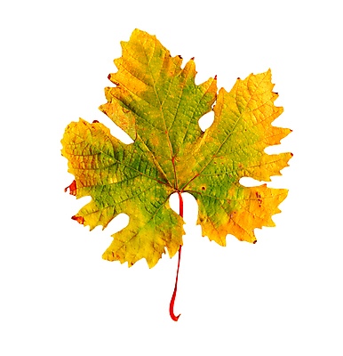 포토 JPG 해외이미지 모양 나무 식물 1 계절 꽃잎 꽃 백그라운드 컨셉 단풍 잎 꽃무늬 오렌지 자연 건조 사람없음 장식 빨간색 빛 컬러풀 갈색 노란색 우주 정원 가을 흰색 신선 닫기 9월 허브 오브젝트 싱글 내추럴 고립 옛날 카피스페이스 해외202004 해외포토 컬러 무늬 과일 모션 공백 날짜 생태계 파일형식