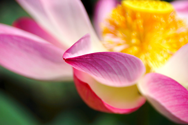 포토 JPG 해외이미지 식물 전통 디자인 공원 꽃잎 꽃 아시아 호수 분홍색 백그라운드 컨셉 잎 꽃무늬 불교 자연 벽지 휴식 연꽃 동양인 풍경 사람없음 초록색 물 여름 환경 정원 벚꽃 연못 신선 개화 닫기 맛 심볼 수련 순수 아로마 내추럴 스타일 정확 해외202004 해외포토 자연요소 계절 공공시설 나라 종교 컬러 무늬 모션 인종 생태계 파일형식