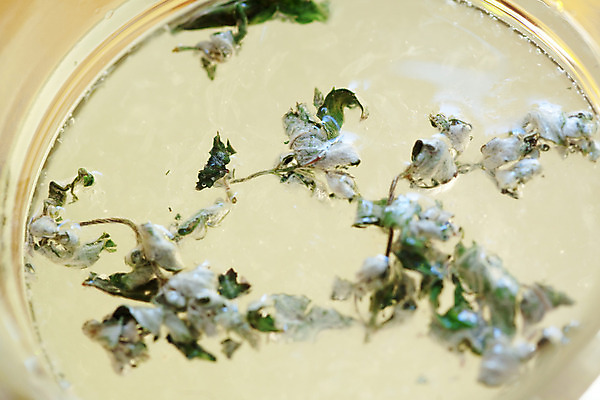 포토 JPG 해외이미지 음료 유리 유리병 귤 건강 사람없음 얼음 주스 추위 신선 칵테일 달콤 시원함 레몬 레모네이드 민트 상쾌 부드러움 소다 핸드메이드 무알코올 해외202004 해외포토 자연요소 감정 과일 재질 병_용기 주류 감각 맛 허브 에이드 파일형식