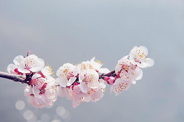 포토 JPG 해외이미지 사람없음 봄 벚꽃 벚나무 소프트포커스 해외202004 해외포토 나무 계절 꽃 촬영기법 파일형식