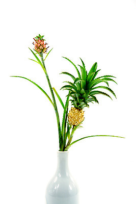 포토 JPG 해외이미지 라이프스타일 클리핑패스 음식 조각 백그라운드 다이어트 과일 부분 자연 디저트 건강 3 사람없음 여름 노란색 흰색 신선 소나무 달콤 맛 자르기 먹기 묘사 파인애플 오브젝트 유기농 날것 하와이 비타민 내추럴 고립 숙성 이국적 맛있는 해외202004 해외포토 나무 웰빙 계절 컬러 컨셉 모션 생활 미국 열대과일 생태계 영양소 파일형식