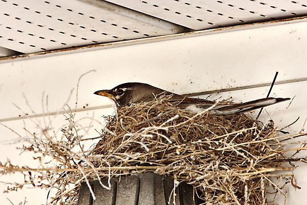 포토 JPG 해외이미지 나무 야생동물 가족 자연 조류 주택 사람없음 야외 파란색 봄 아기 둥지 내추럴 해외202004 해외포토 식물 동물 계절 컬러 관계 사람 건물 생태계 파일형식