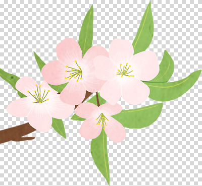나무 식물 편집이미지 계절 꽃 분홍색 잎 자연 생명 환경 성장 개화 생태 목련 PNG 컬러 생태계 파일형식
