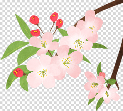 식물 편집이미지 계절 열매 꽃잎 꽃 분홍색 자연 생명 나뭇잎 풍경 초록색 봄 벚꽃 PNG 컬러 잎 생태계 파일형식