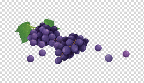 편집이미지 음식 과일 자연 포도 디저트 건강 농장 수확 신선 상품 포도알 자원 PNG 장점 농업 생태계 파일형식 산업