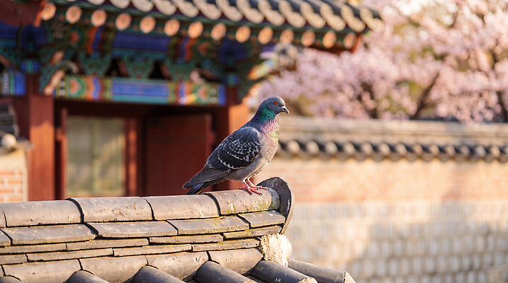 JPG 나무 편집이미지 전통 건축 꽃 조류 지붕 한옥 한국 햇빛 봄 궁전 비둘기 편집실사 AI포토 AI콘텐츠 식물 동물 한국전통 계절 아시아 고건축 빛 CG 파일형식 건축물 나라