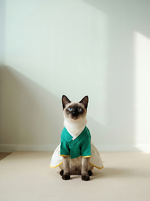 JPG 편집이미지 패션 한국 귀여움 고양이 한복 편집실사 AI포토 AI콘텐츠 한국전통 아시아 컨셉 포유류 반려동물 전통의상 CG 파일형식 동물 전통 나라