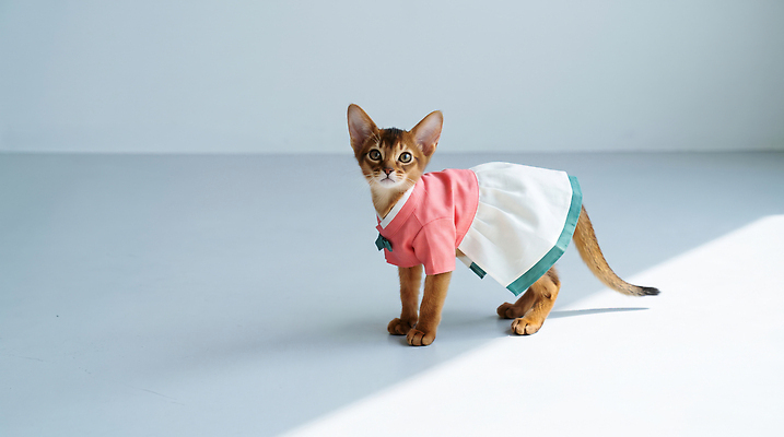 JPG 편집이미지 패션 빛 귀여움 고양이 한복 편집실사 AI포토 AI콘텐츠 한국전통 컨셉 포유류 반려동물 전통의상 CG 파일형식 동물 전통 한국 아시아 나라