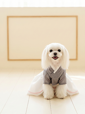 JPG 동물 편집이미지 옷 행복 반려견 한국 털 실내 표정 반려동물 귀여움 방 강아지 한복 편집실사 AI포토 AI콘텐츠 한국전통 감정 아시아 컨셉 내부 개 전통의상 CG 파일형식 전통 나라 포유류
