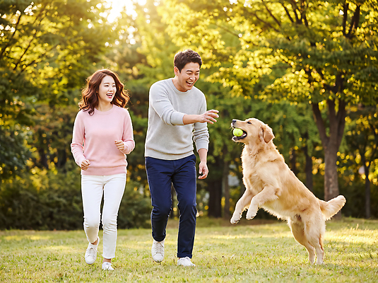 JPG 나무 편집이미지 공원 여자 남자 반려견 공 가족 함께함 사람 야외 친구 반려동물 달리기 운동 햇빛 개 즐거움 놀기 의료성형뷰티 편집실사 식물 동물 공공시설 감정 컨셉 포유류 관계 모션 건강 빛 CG 파일형식 시설