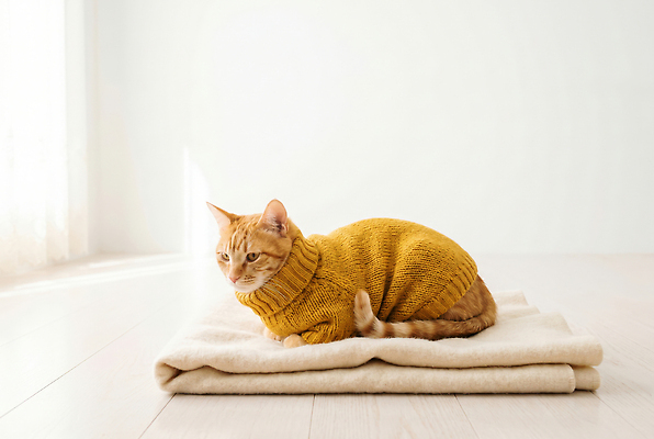 JPG 동물 편집이미지 주택 털 실내 귀여움 고양이 편안함 담요 스웨터 가을옷 동물옷 편집실사 AI포토 AI콘텐츠 옷 컨셉 상의 포유류 내부 건물 반려동물 가을 감각 CG 파일형식 건축물 계절 건축