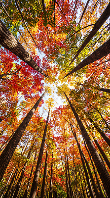 JPG 나무 편집이미지 단풍 자연 하늘 단풍나무 풍경 빛 가을 나뭇가지 숲 편집실사 AI포토 식물 계절 잎 CG 생태계 파일형식 AI콘텐츠