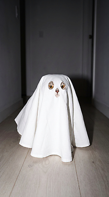 JPG 편집이미지 귀여움 고양이 어둠 할로윈 가림 복도 유령 천 조용 가림막 코스프레 편집실사 AI포토 AI콘텐츠 컨셉 포유류 모션 반려동물 직물 CG 파일형식 동물