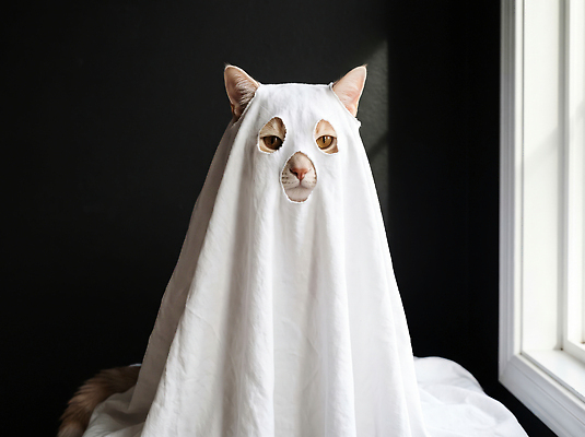 JPG 편집이미지 귀여움 고양이 방 할로윈 흰색 가림 유령 천 창가 가림막 코스프레 편집실사 AI포토 AI콘텐츠 컬러 컨셉 창문 포유류 모션 반려동물 직물 CG 파일형식 동물
