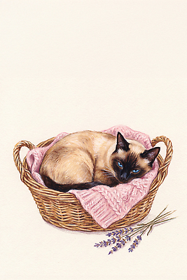 JPG 디자인 일러스트 장식 바구니 귀여움 편안함 담요 그림 질감 작품 부드러움 라벤더 반려묘 국내일러스트 오일파스텔 AI일러스트 AI콘텐츠 꽃 컨셉 미술 반려동물 고양이 감각 허브 파일형식 식물 동물 포유류 문화예술